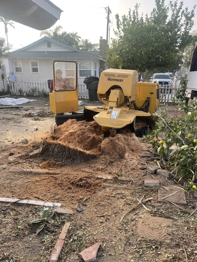Stump Grinding - 3Dtreeservices